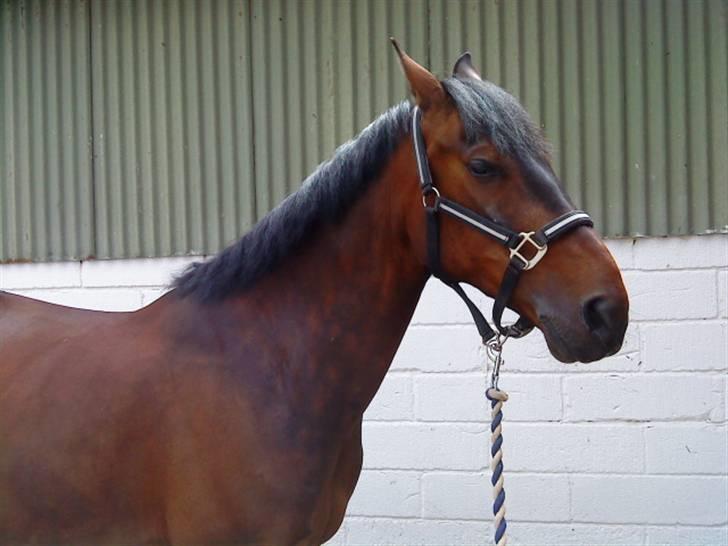 Pingo, Miss Zeikon og Ard Chuan Millenium :) billede 22