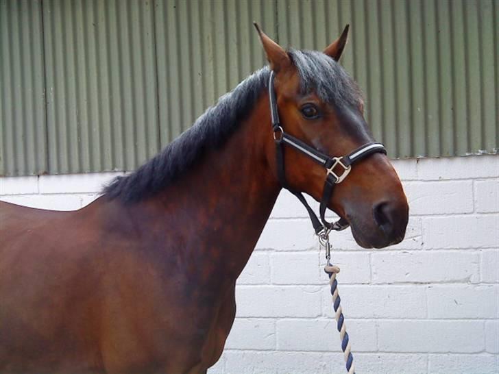 Pingo, Miss Zeikon og Ard Chuan Millenium :) billede 23