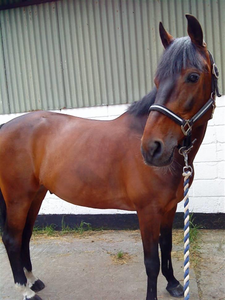 Pingo, Miss Zeikon og Ard Chuan Millenium :) billede 24