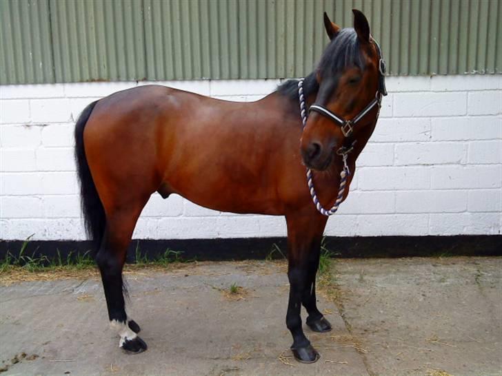 Pingo, Miss Zeikon og Ard Chuan Millenium :) billede 25