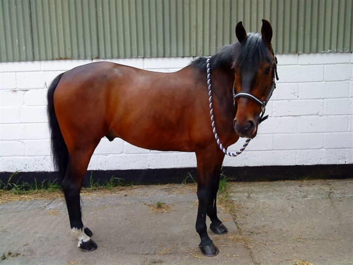 Pingo, Miss Zeikon og Ard Chuan Millenium :) billede 26