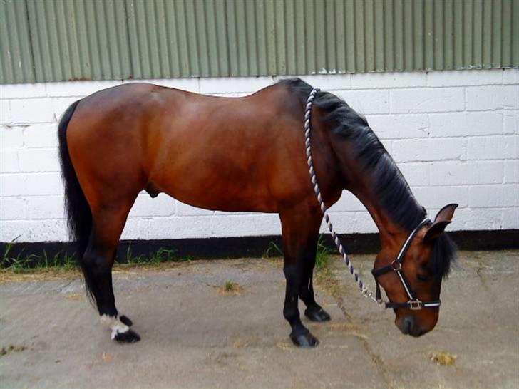 Pingo, Miss Zeikon og Ard Chuan Millenium :) billede 27