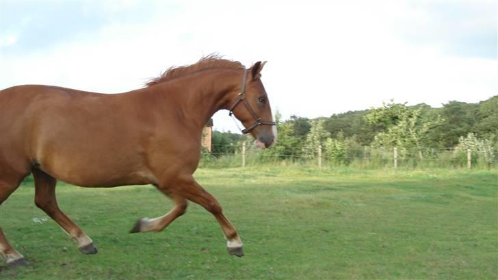 Mine Grimme heste xD billede 25