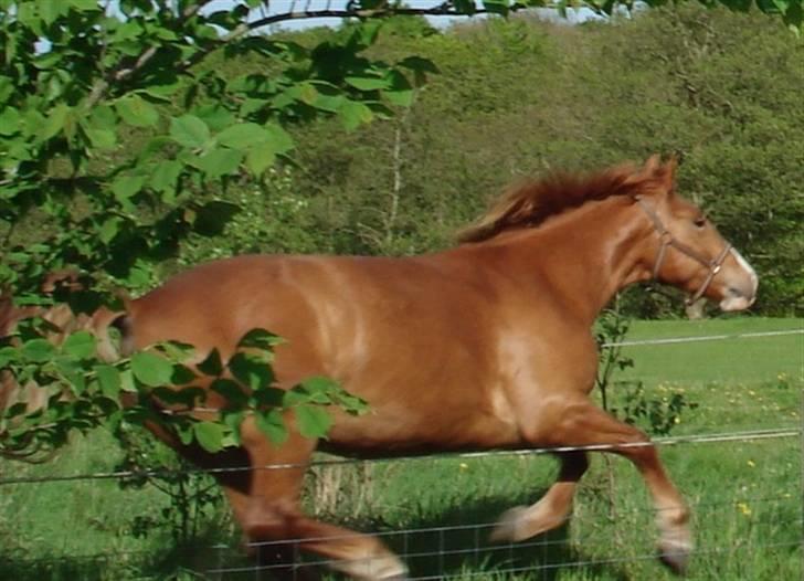 Mine Grimme heste xD billede 26