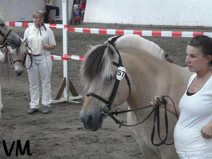 Kåring på Finstrupgård. - 
Smukke Marcus som stilte en afkomsfremstilling frem.. billede 1