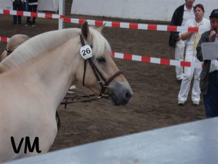 Kåring på Finstrupgård. - Damask's fine datter Alanya, som er bosat på fyn.. billede 2