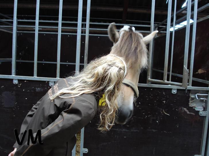 Kåring på Finstrupgård. - Hygge i stalden med Sandra 'Sanne' billede 9