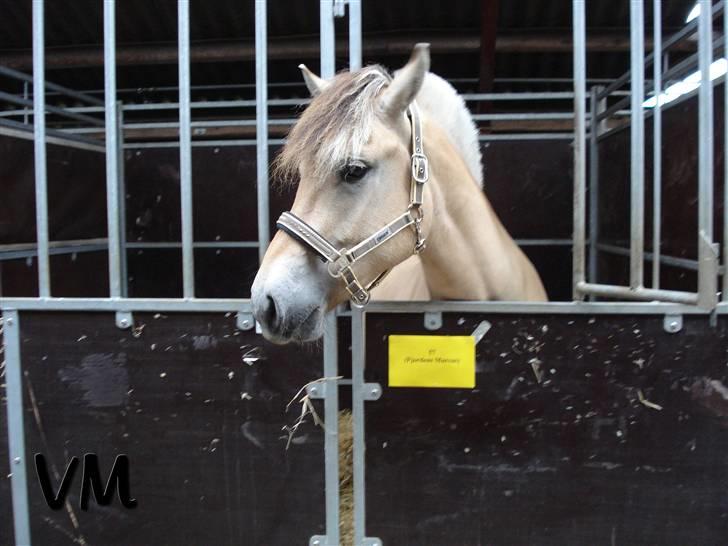 Kåring på Finstrupgård. - 'Sanne' i sin fine boks, første gang i byen. billede 10
