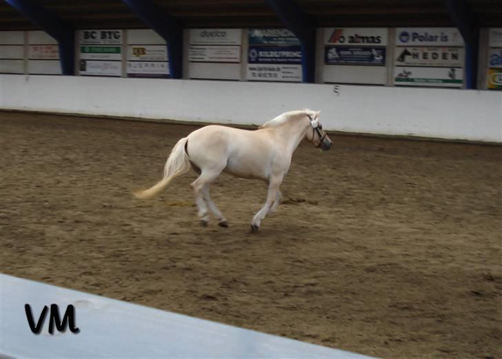 Kåring på Finstrupgård. - Alanya i galop. billede 12