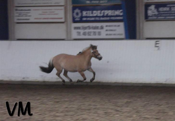 Kåring på Finstrupgård. - Fræser hyppen Camilla igen (; billede 13