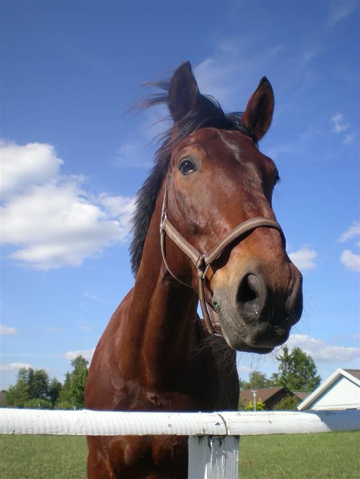 RIDELEJR BAUNEHØJ - Så kom den lille dreng på fold <3 billede 2