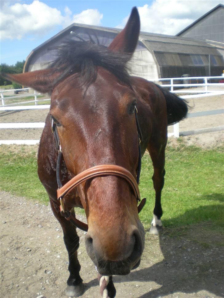 RIDELEJR BAUNEHØJ - Hahah, ryster hovedet? :b billede 3