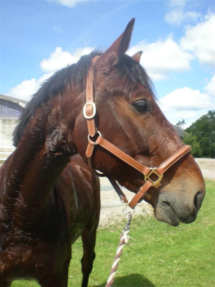 RIDELEJR BAUNEHØJ - The boy [L] billede 5