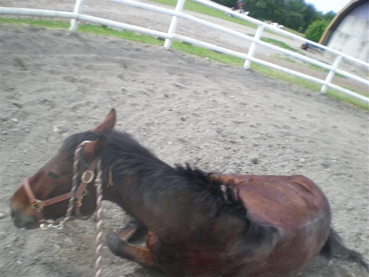 RIDELEJR BAUNEHØJ - Så fik han liiiige lyst til at rulle sig mist i rotunden :D & træktorvet ... :D billede 6