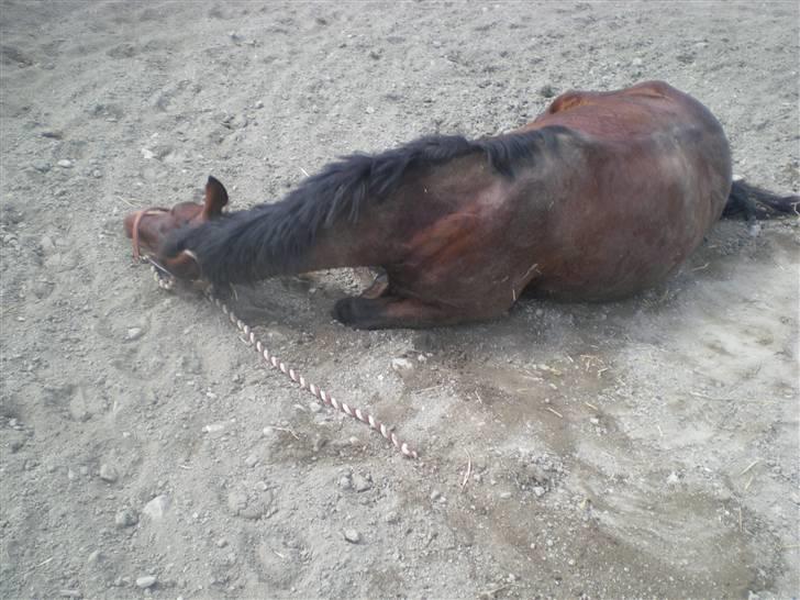 RIDELEJR BAUNEHØJ - Rulle rulle billede 7