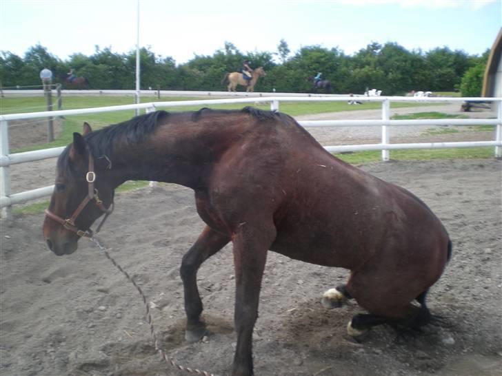 RIDELEJR BAUNEHØJ - & rejs op (: billede 8
