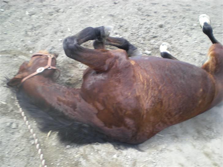 RIDELEJR BAUNEHØJ - Lille mandse <3 billede 9