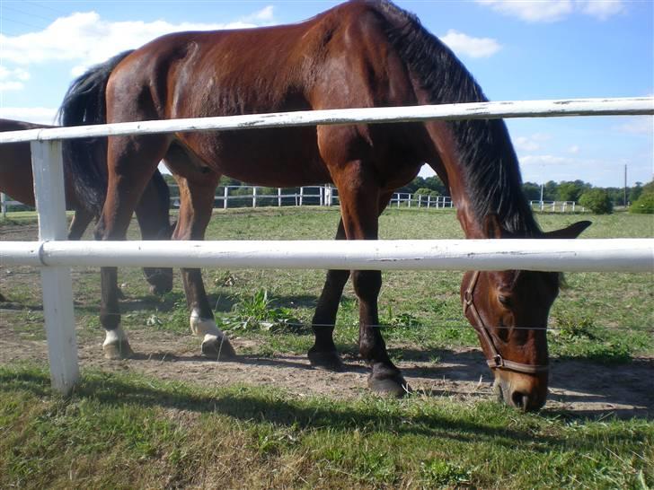 RIDELEJR BAUNEHØJ - Smukkedrengen. billede 11
