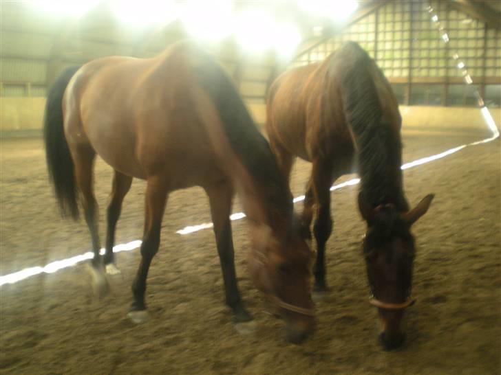 RIDELEJR BAUNEHØJ - Regitze & carismo, hans ferieflirt :D billede 12