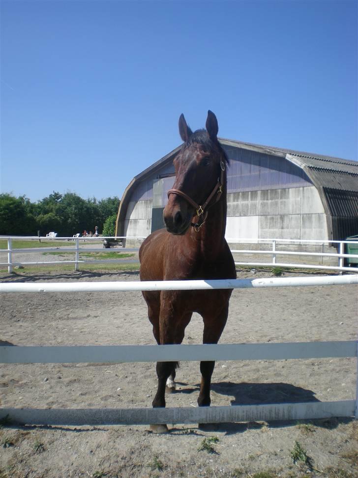 RIDELEJR BAUNEHØJ - I longeringsrotunden (; billede 1