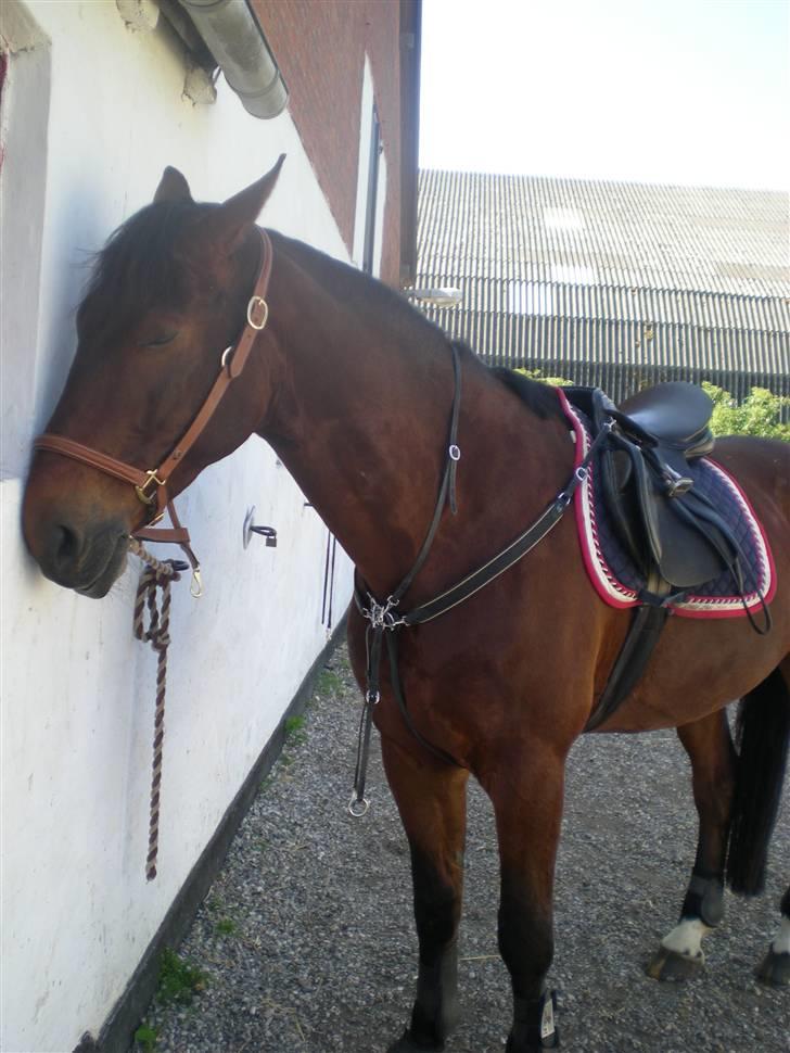 RIDELEJR BAUNEHØJ - Godnat carismo (; før springtræning. billede 17