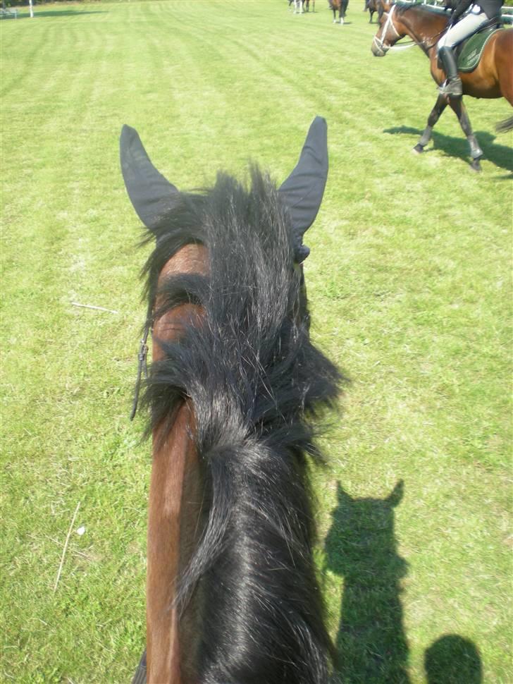 RIDELEJR BAUNEHØJ - Carismo oppefra - med hut på <3 billede 20