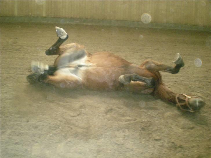 RIDELEJR BAUNEHØJ - Rulle rulle ridehus? billede 22