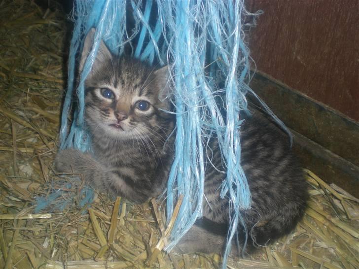 RIDELEJR BAUNEHØJ - Missetat <3 billede 23