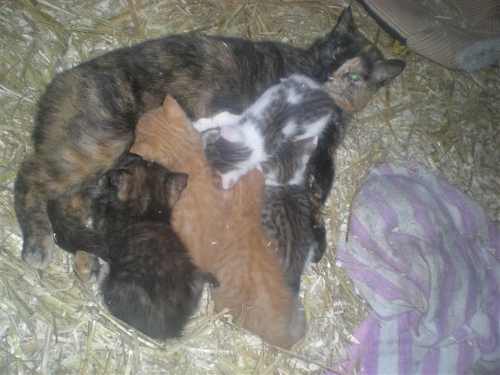 RIDELEJR BAUNEHØJ - Der var verdens sødeste små kattekillinger, neeej de var dejlige <3 billede 24