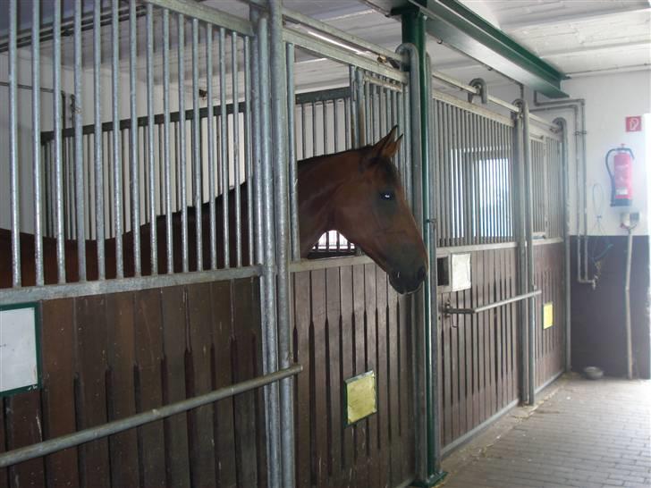 HOF ECKHORST - træningslejr - Deus i sin boks :o) billede 2