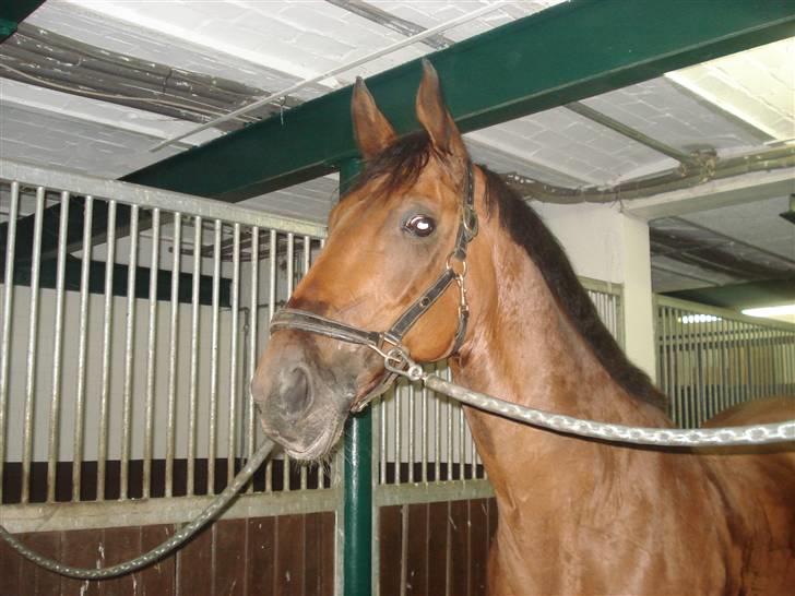 HOF ECKHORST - træningslejr - Deus på striglepladsen billede 3