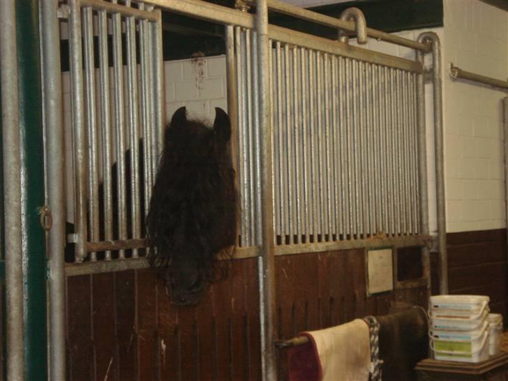 HOF ECKHORST - træningslejr - Deus' nabo - friserhingsten Bendito billede 4