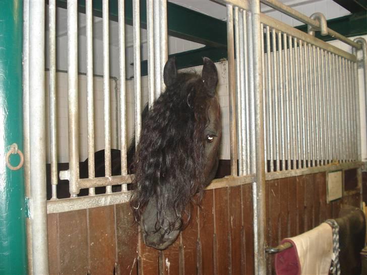 HOF ECKHORST - træningslejr - Friserhingsten Bendito billede 5