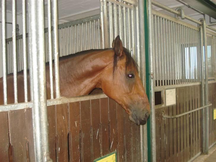 HOF ECKHORST - træningslejr - Deus billede 6
