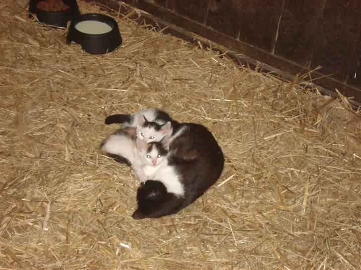 HOF ECKHORST - træningslejr - Kattekillingerne havde en hel boks for dem selv :o) billede 7