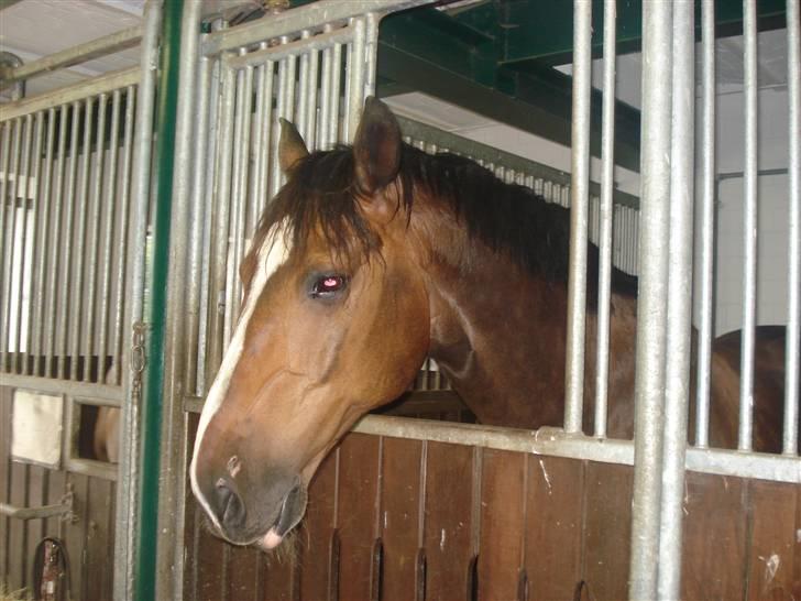 HOF ECKHORST - træningslejr - Også en af Deus' naboer billede 8
