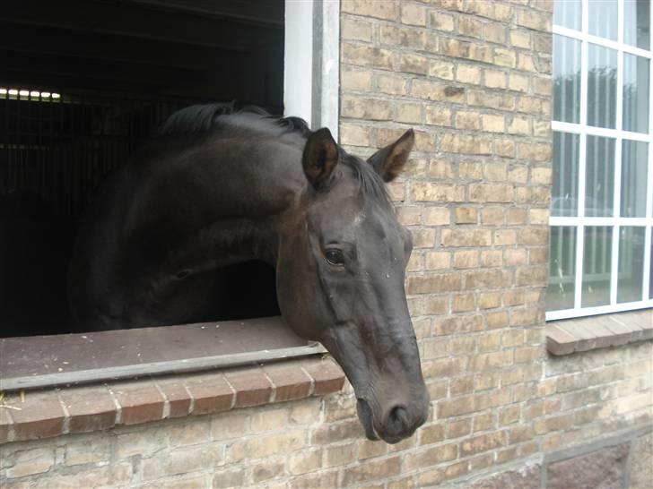 HOF ECKHORST - træningslejr - Frau Behn's avlshingst: Sherlock Holmes billede 14