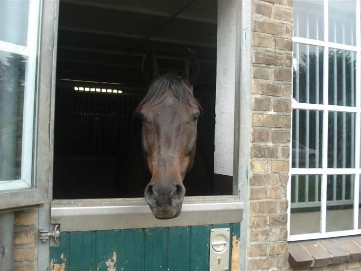 HOF ECKHORST - træningslejr - Frau Behn's anden avlshingst; Sherwood billede 15