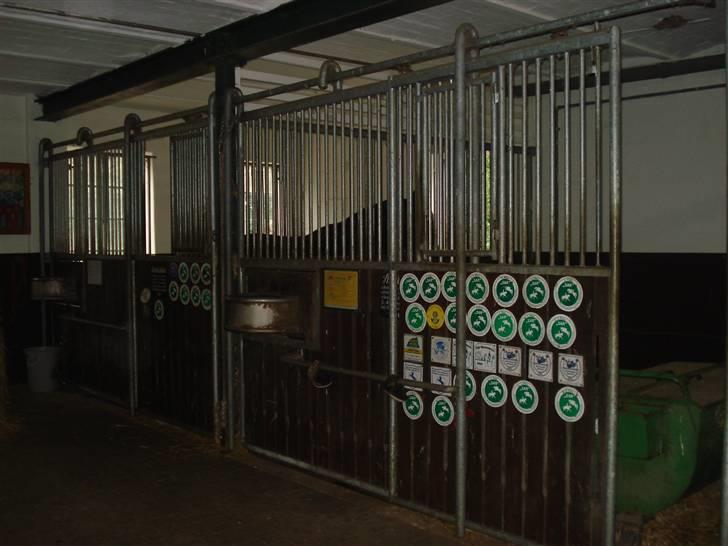 HOF ECKHORST - træningslejr - Hingstestalden billede 26