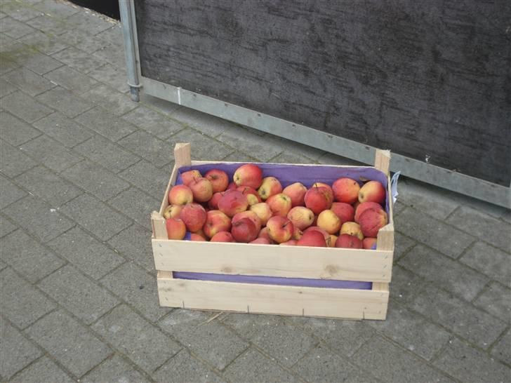 HOF ECKHORST - træningslejr - Den daglige ration æbler til hestene billede 27