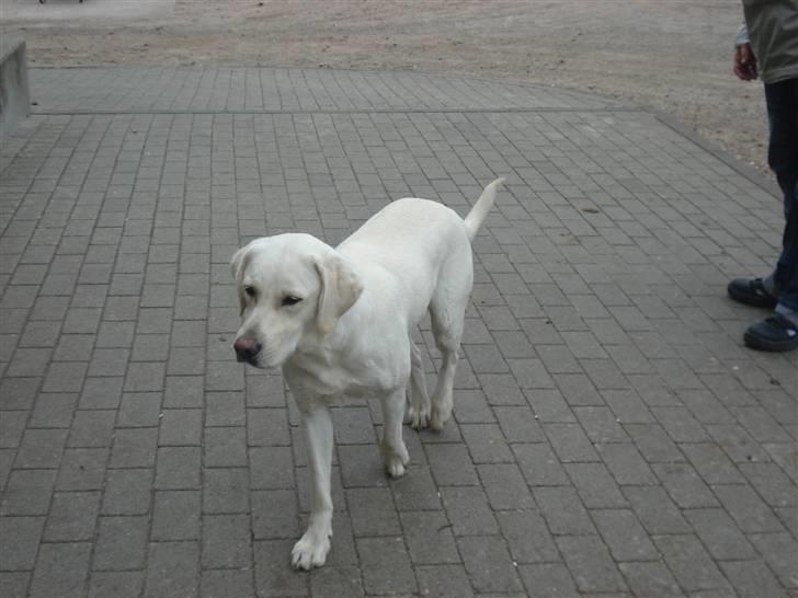 HOF ECKHORST - træningslejr - Frau Behn's hund; Emma billede 28