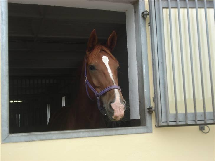 HOF ECKHORST - træningslejr - Avlshoppe billede 29