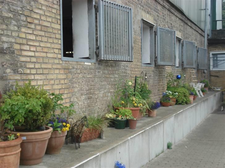 HOF ECKHORST - træningslejr - Stalden billede 30