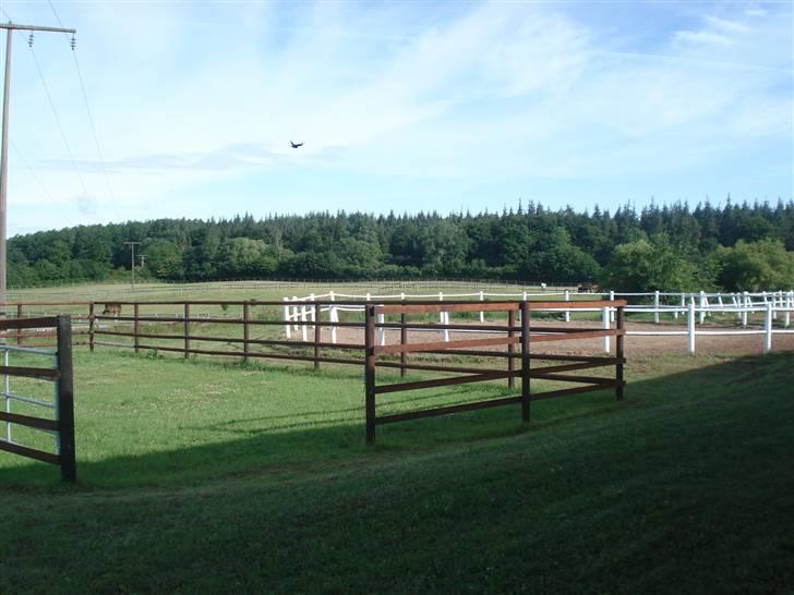 HOF ECKHORST - træningslejr - Paddoks billede 39