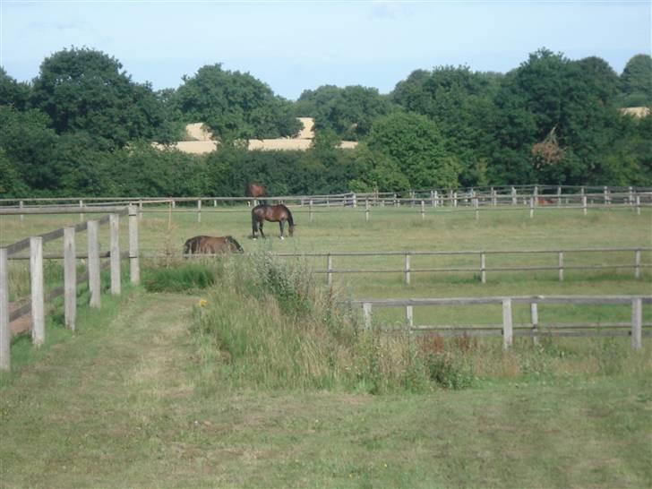HOF ECKHORST - træningslejr - Paddocks billede 40