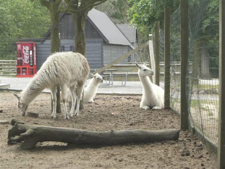 Joboland(brandegårdshaven) - Et par hvide lamaer billede 4