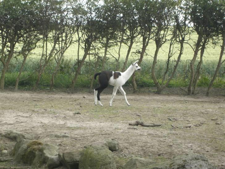 Joboland(brandegårdshaven) - En lama unge billede 5
