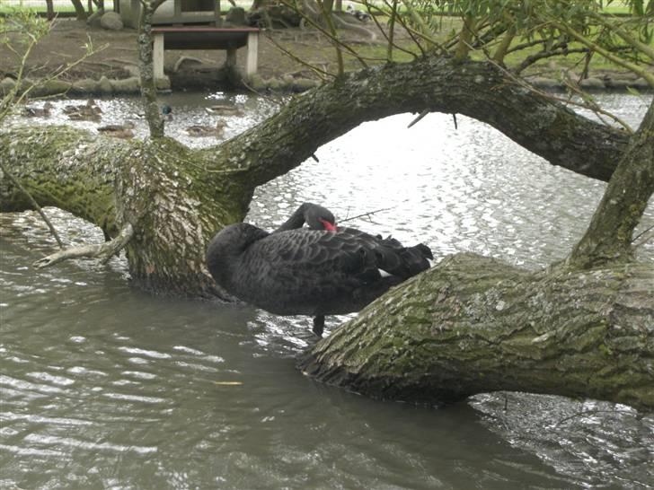 Joboland(brandegårdshaven) - En sort svane billede 6