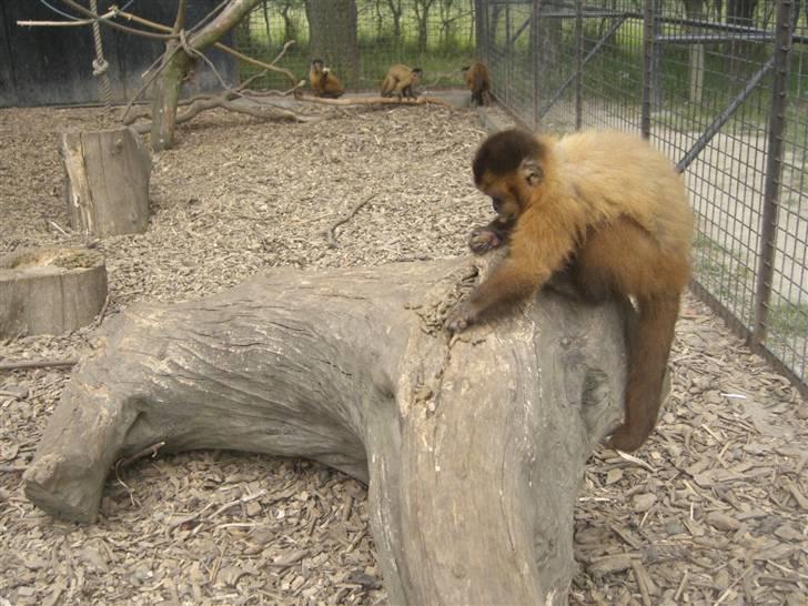Joboland(brandegårdshaven) - En Kapucinerabe billede 8