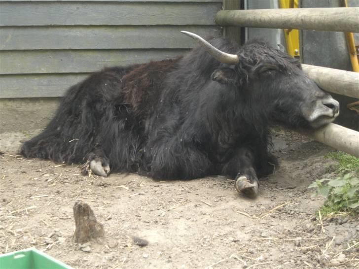 Joboland(brandegårdshaven) - En Yakaokse billede 9